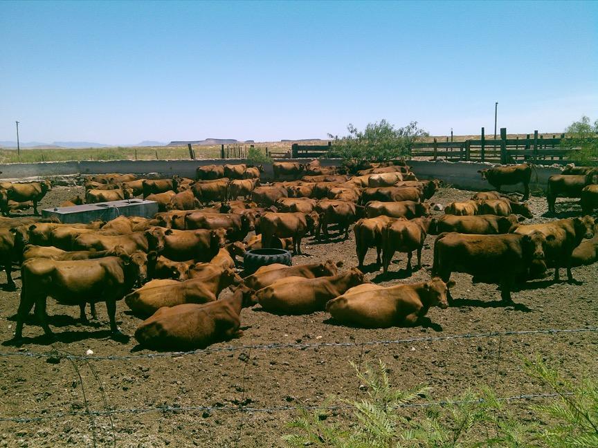 (in both commercial and registered cattle production systems) and in mature