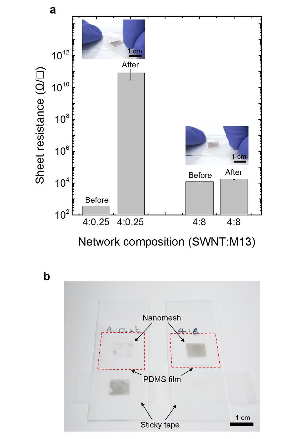 Figure S4. (a) Comparison of the sheet resistance of the SWNT/M13 phage networks of the composition of 4:0.25 and 4:8 before and after the peeling test.