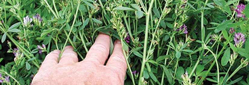 Stealth SF Fast Growth Fast recovery alfalfa! Multiple cuts for increased production.