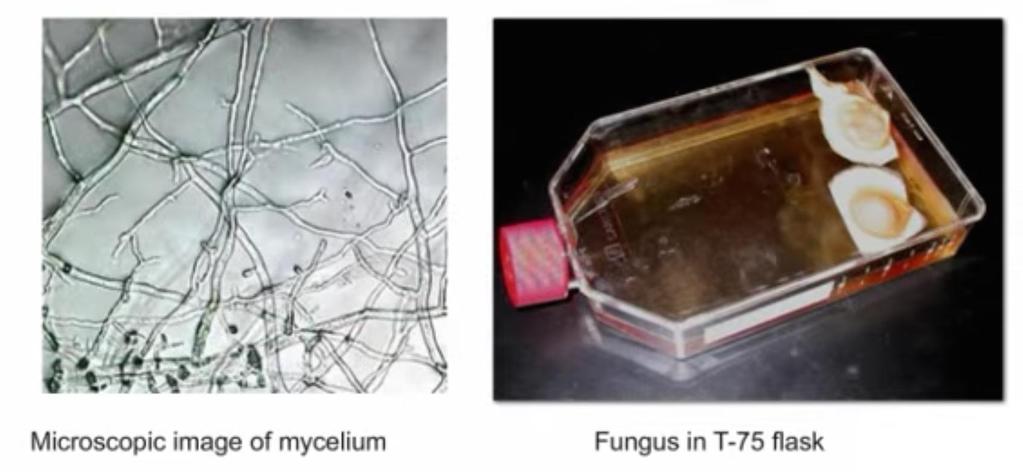 Molds Under microscopy, the mycelia