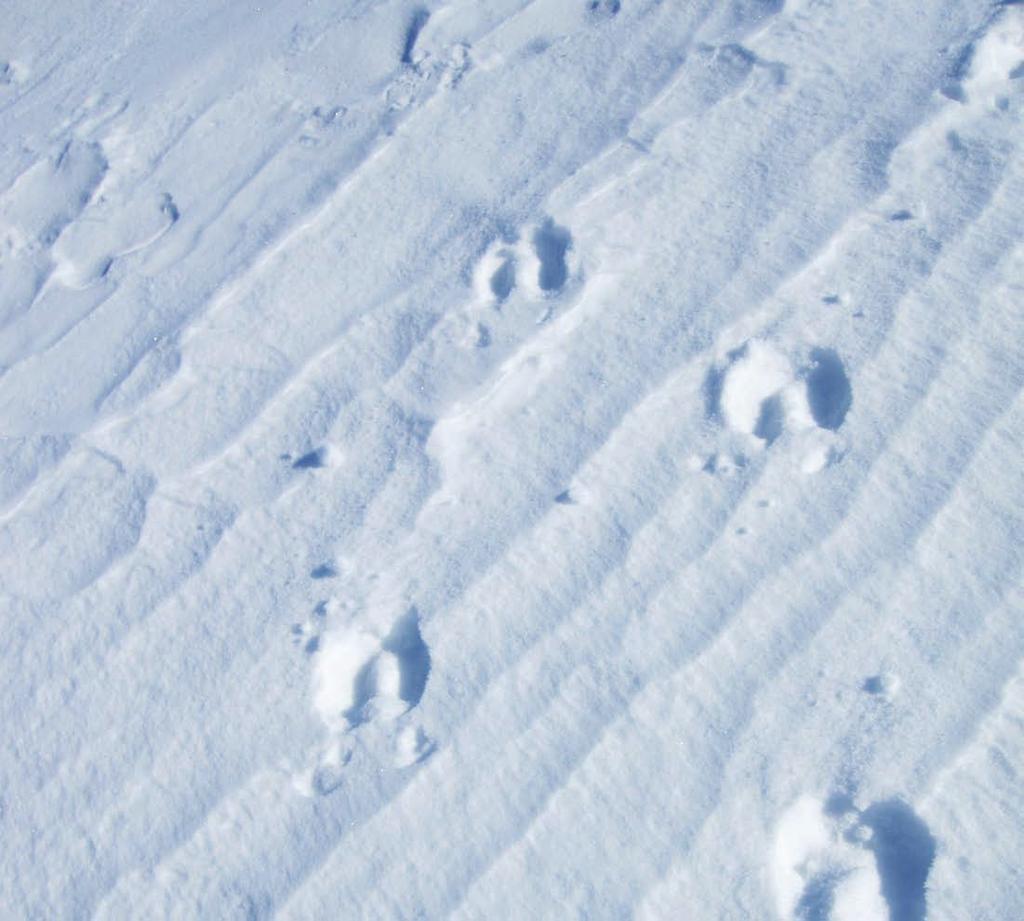 2.3.2 Winter Distribution Observations All direct and indirect (tracks, slushing, cratering, etc.) caribou observations were recorded (Figure 2-3).