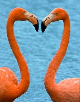 Similar to approximately 50% of all avian species, Caribbean Flamingo