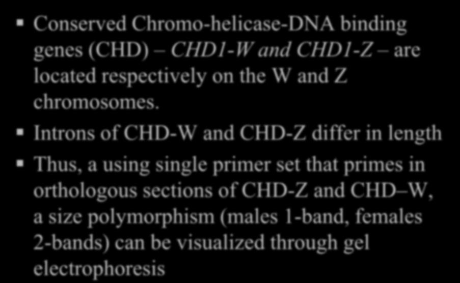 Molecular approaches Conserved Chromo-helicase-DNA binding genes (CHD) CHD1-W and CHD1-Z are located respectively on the W and Z chromosomes.