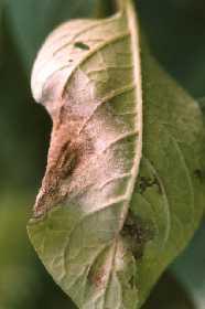 Potato late blight (Phytophthora infestans) ~ 28,000 Ha of potatoes planted in Scotland in 2016 Estimated value of crop = 209M 98% of crops are treated with pesticide 65% of pesticide = fungicide 99%
