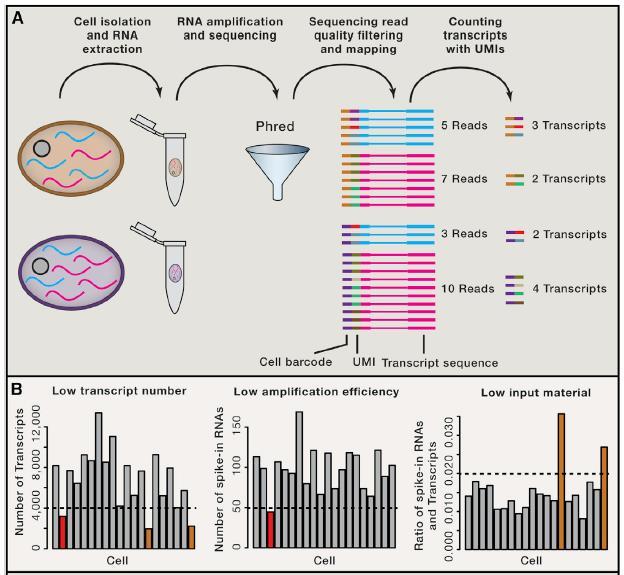 Analysis of Single-Cell Genome Transcriptome