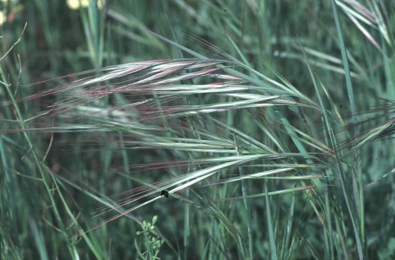 red brome