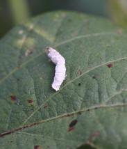 Right now, more than one GCW larva per leaf is present in some areas and scouts are reporting large numbers of very tiny larvae.
