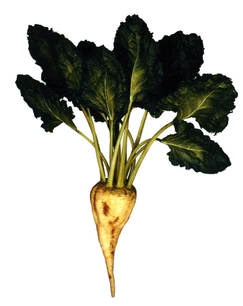 Introduction and feasibility of tropical Sugar Beet
