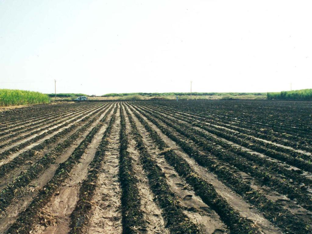 Kenana, Sudan Beets sown under a period