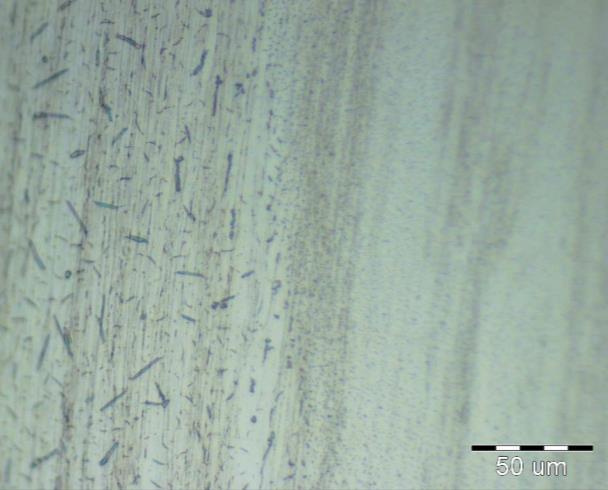 131 286-109 Fig. 2 OM micrographs of TiNb alloys after rotary forging: a) with prolonged grains and precipitates and b) with deformed grains Fig.