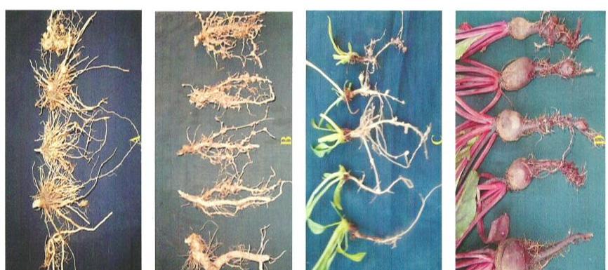 Table 5. Effect of different inoculums level of M. incognita on Beet-root Total Actual root knots/plant Knot Soil Total T 0 (control) 27.2 26.1 0 1 0 0 0 0 T 1 (500 J 2 ) 29.5 25.3 38.4 2 375.2 632.