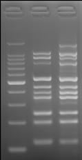 [Results] M T K M : 100 bp DNA ladder (Cat. #3407A/B) T : Multiplex PCR Assay Kit Ver.