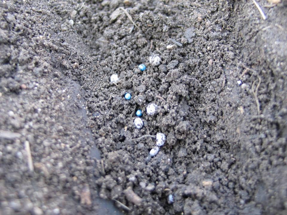 Note Seed in Fertilizer Row 5.