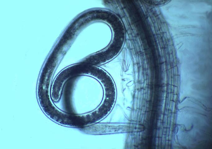 Plant-parasitic nematodes