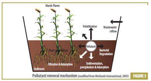 Mechanisms in Constructed Wetland (UN Habitat, 2008) Mechanisms for pollutant removal in a CW: A complex assemblage of waste water, substrate, vegetation and an array of