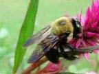 by providing pollination services.