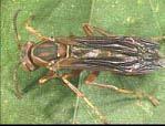 The predatory insects, and particularly the parasitic insects that feed specifically on crop pests, will