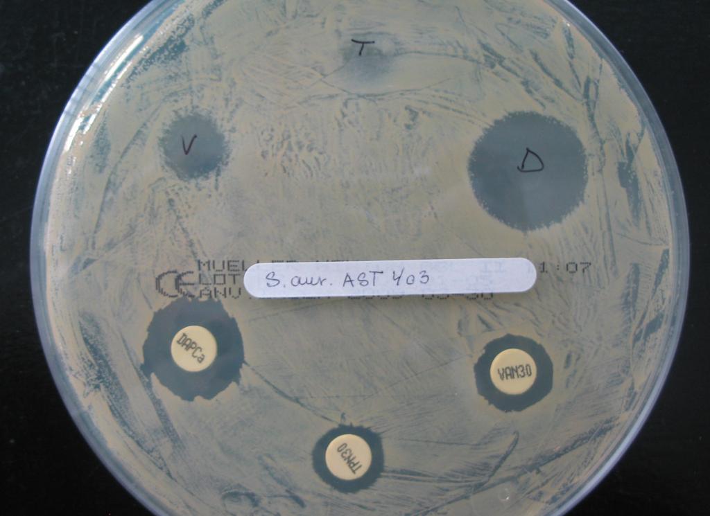 PROCEDURE 1. One Neo Sensitabs of the antimicrobial to be tested is placed on an uninoculated plate containing the susceptibility test medium, currently Mueller Hinton Agar. 2.