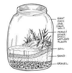 WETLAND IN A BOTTLE Four Liter jar with lid Gravel Sand Soil Sphagnum Moss Humus Water Plants (such as Venus flytrap, bladderwort, ferns) Small Animals (such as salamanders, frogs, turtles) (NOTE: If