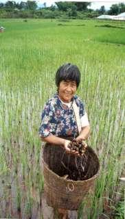 Rice paddies More AqGR