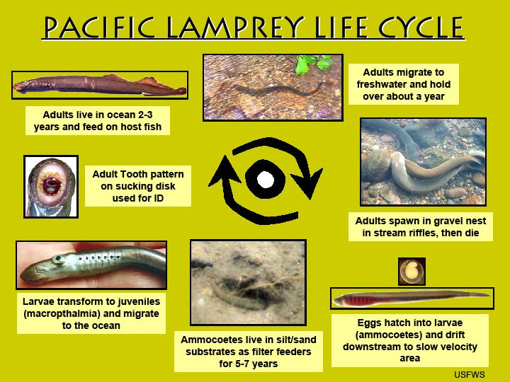 Considering Pacific Lamprey When