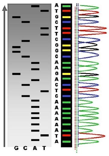 Sanger sequencing typically seeks to identify a single gene sequence. What about sequence variation?