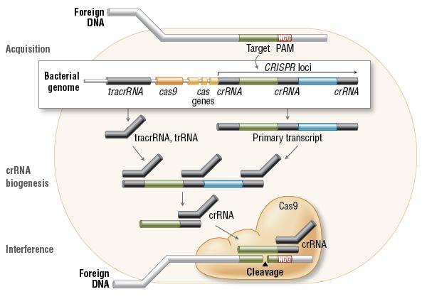 CRISPR/Cas9 CRISPR/Cas9 was originally studied in the context of