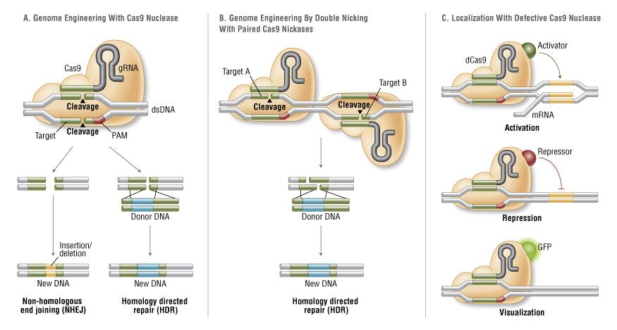 CRISPR/Cas9 The CRISPR/Cas9 system is generally recognized as a