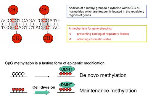 DNA methylation appears to be a basic regulatory mechanism for turning genes on and off.