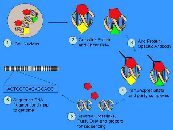 HTS and Chromatin Marking CHiP-seq can sequence bound DNA fragments.