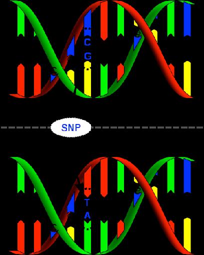 Genomic Variation A single-nucleotide polymorphism is a variation at a single nucleotide