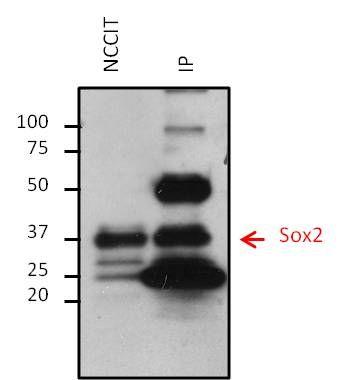 SOX2 Antibody (MA1-014) in IP Immunoprecipitation of Sox2 was performed on NCCIT cells.