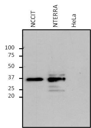 The immune complexes were captured on 50 µl Protein A/G Plus Agarose (Product # 20423), washed extensively, and eluted with 5X Lane Marker Reducing Sample Buffer (Product # 39000).