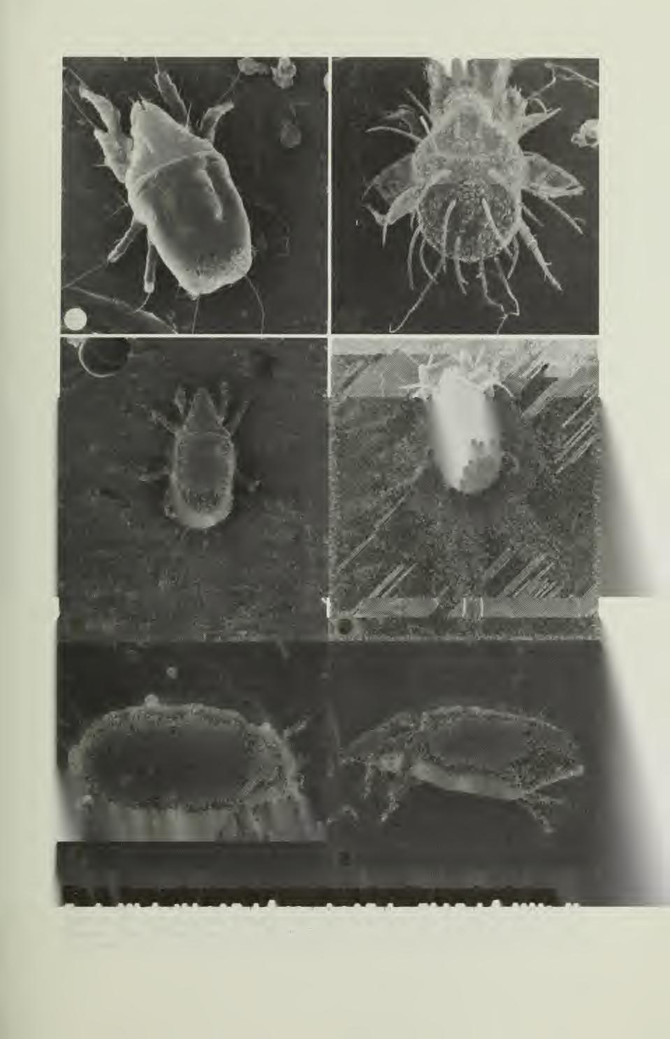 Fig. 1 1 Some major stored product mites as viewed by