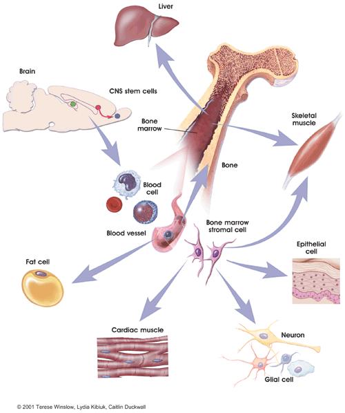 Therapeutic Neuron Replacement Adult Stem Cells Many types of adult stem cells have been