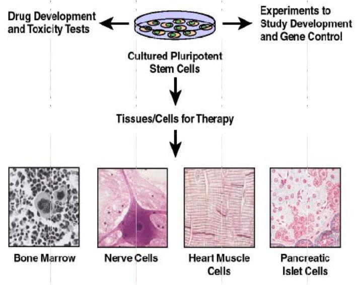 Multiple Uses for Stem Cells Disease model