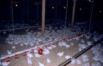 Higher welfare systems: broilers