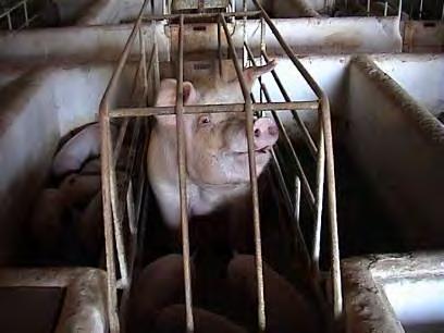 Sows in farrowing crates cannot: Turn round Lie
