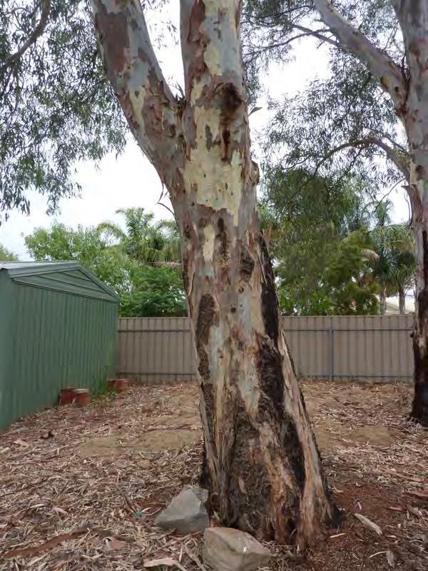 09 metres - Distance to dwelling/pool: Not applicable for species - Bushfire Risk: Excluded area - Living/dead status: Alive - Exemptions: No generic exemptions Current size: Trunk structure: Crown