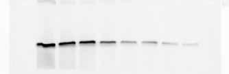 Visible markers are commonly used to monitor problems with SDS-PAGE and blot transfer. To determine the molecular weights, users trace the pattern of the visible marker from the blot to film.