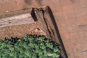 LANDSCAPE TIMBERS Termite & decay damaged