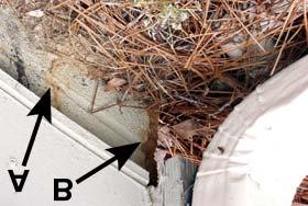 This picture illustrates why it is important to keep mulch from covering the foundation wall.