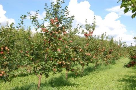 Slow development of fruit grower s cooperation (only four producer groups and cooperatives