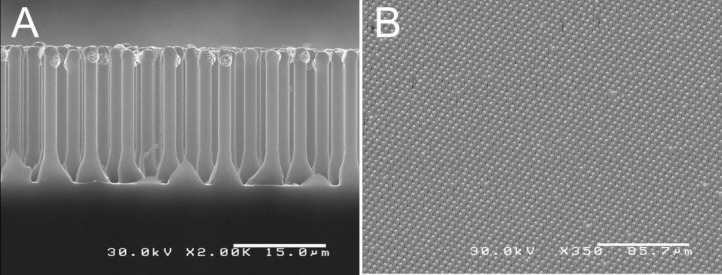 109 Figure 4.1. Scanning electron microscopy images of silicon wire arrays. (A) Cross section. Scale bar, 15 µm. (B) 45º view. Scale bar, 85.7 µm.