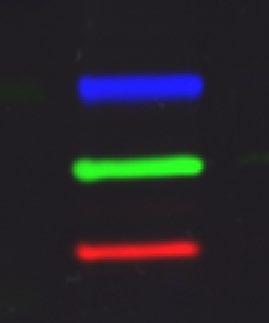 proteins on a single blot, and get more results from each sample CHEMILUMINESCENCE