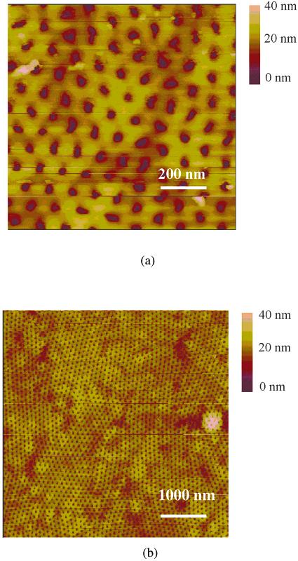 (a) Scale, 1 µm 1 µm; (b) 3-D surface plot mode of (a); (c) scale, 5 µm 5 µm. Acknowledgment.