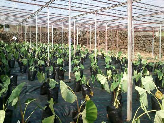 Phase III. Realization of screening drought tolerance in taro cultivars.