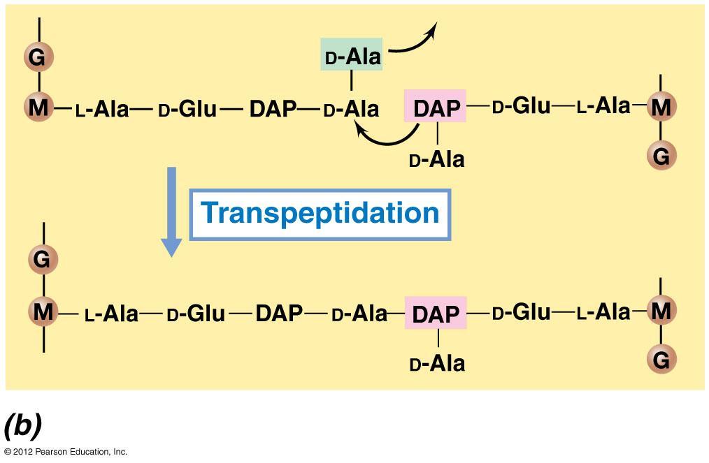 5.3.2 Transpeptidation: the penicillin target 转肽作用 : 青霉素作用位点 The transpeptidation reaction