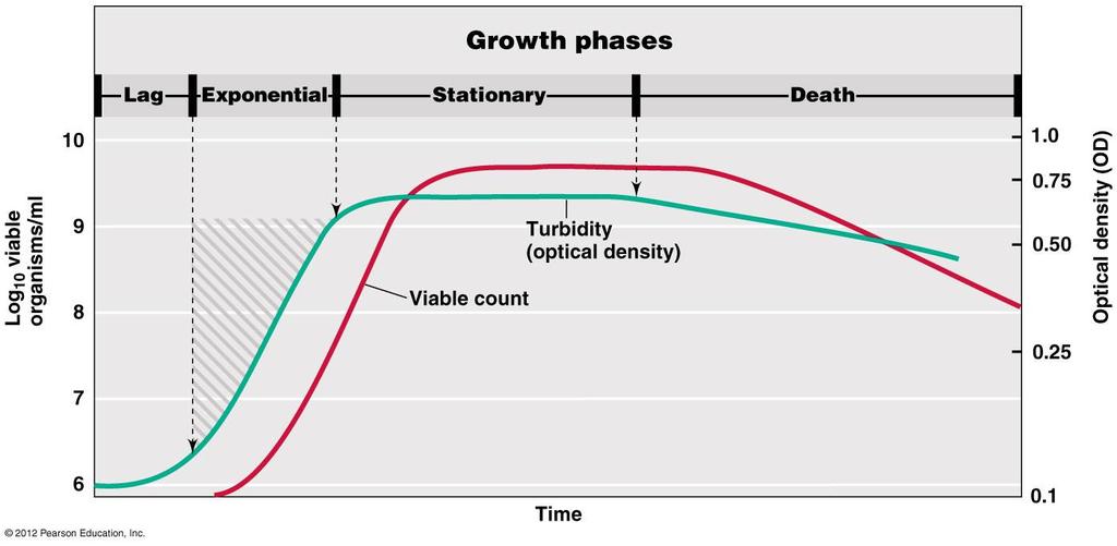 Typical growth curve of bacterial