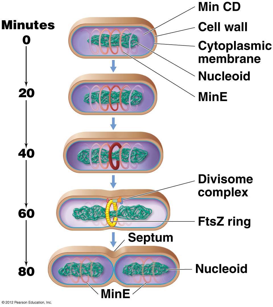 DNA replication, Min Proteins, and Cell Division Location of the actual cell midpoint by FtsZ